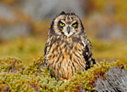 link to short eared owl